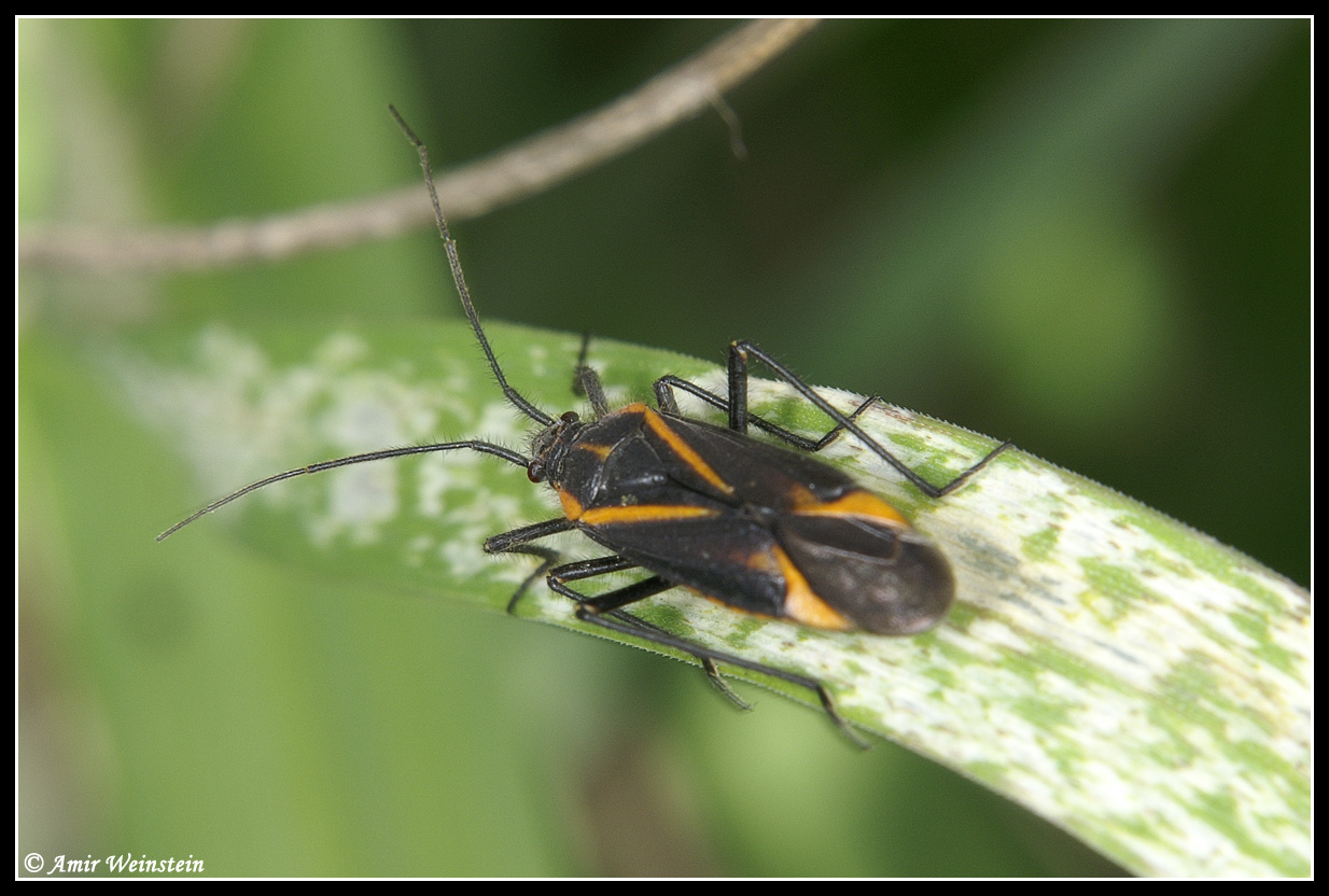 Miridae d''Israele: Horistus sp., giovani e adulti